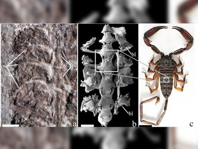 Fssil de 437 milhes de anos  escorpio mais antigo j encontrado