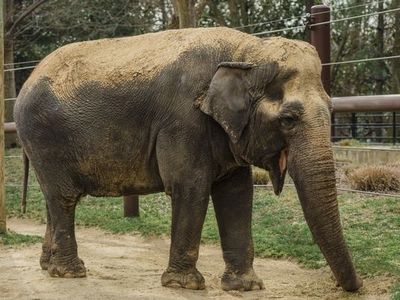 Morre elefanta que passou 59 anos presa em zoo nos EUA
