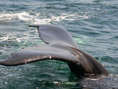 Ausncia de atividade humana devido  pandemia traz baleias de volta  costa francesa