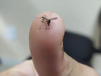 Conhea algumas particularidades do mosquito Aedes aegypti