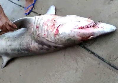 Tubaro capturado em Ubu est criticamente extinto e no traz riscos a humanos