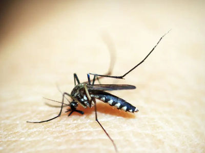 Vacinao pode levar at 8 anos para reduzir transmisso da dengue