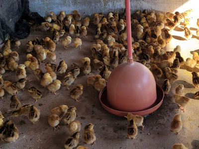 Fazenda da Santa Casa Cachoeiro recebe doao de 400 novas galinhas 