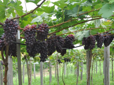 Colheita e degustao de uvas so atraes para turistas