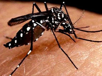 Epidemia de Dengue no ES: Sesa emite alerta e Nota Tcnica com orientaes